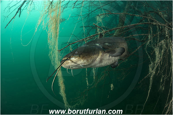 Lake, Bled, Slovenia, Silurus glanis, Wels catfish, Branch, Fish, Siluridae