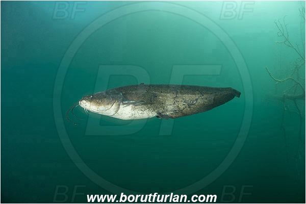 Lake, Bled, Slovenia, Silurus glanis, Wels catfish, Fish, Siluridae