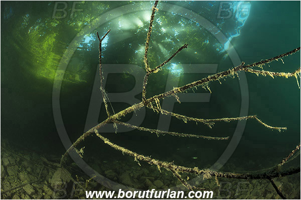 Lake, Bled, Slovenia, Branch, Light rays