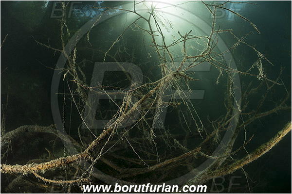 Lake, Bled, Slovenia, Branch, Tree, Light rays