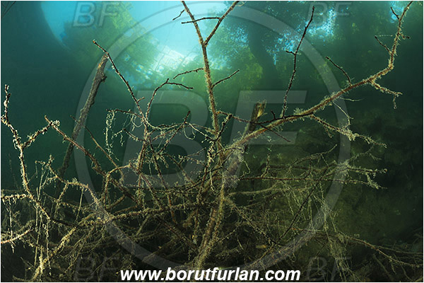 Lake, Bled, Slovenia, Branch