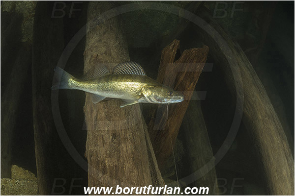 Lake, Bled, Slovenia, Stizostedion lucioperca, Pike-perch, Zander, Percidae
