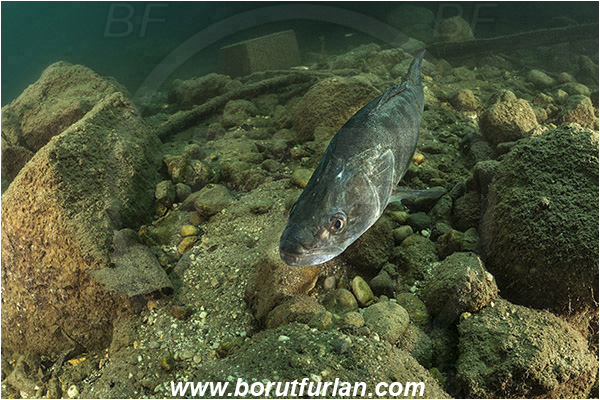 Lake, Bled, Slovenia, Stizostedion lucioperca, Pike-perch, Zander, Fish, Percidae
