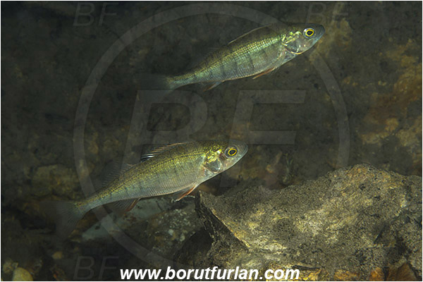 Lake, Bled, Slovenia, Perca fluviatilis, European perch, Fish, Percidae