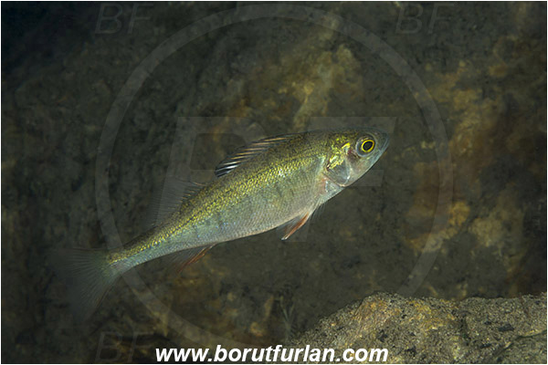 Lake, Bled, Slovenia, Perca fluviatilis, European perch, Fish, Percidae