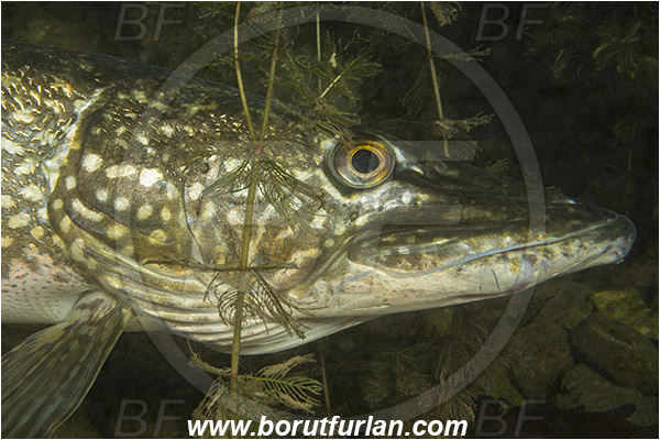 Lake, Bled, Slovenia, Esox lucius, Northern pike, Portrait, Fish, Esocidae