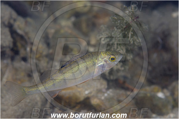 Lake, Bled, Slovenia, Perca fluviatilis, European perch, Fish, Percidae