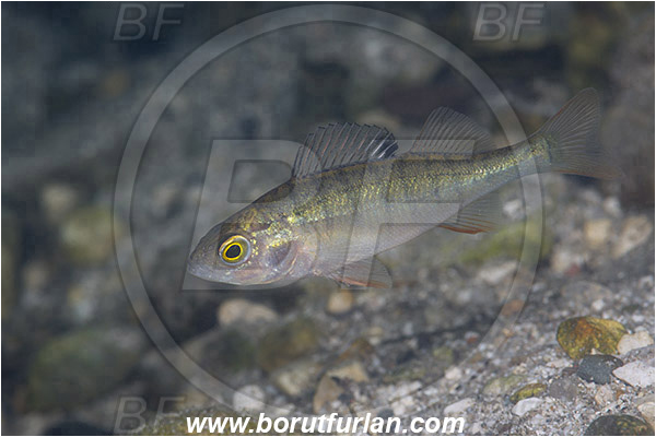 Lake, Bled, Slovenia, Perca fluviatilis, European perch, Fish, Percidae