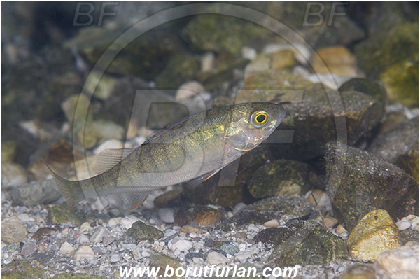 Lake, Bled, Slovenia, Perca fluviatilis, European perch, Fish, Percidae