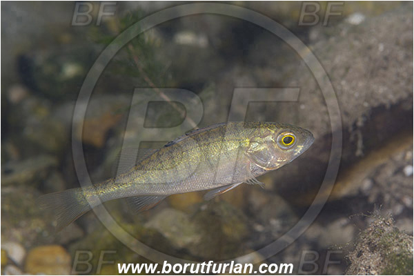 Lake, Bled, Slovenia, Perca fluviatilis, European perch, Fish, Percidae