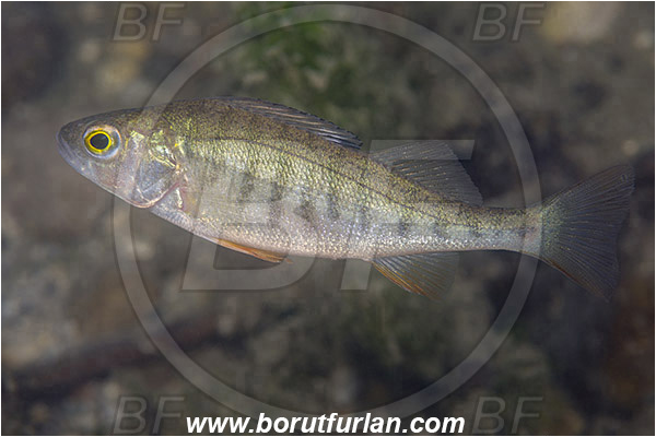 Lake, Bled, Slovenia, Perca fluviatilis, European perch, Fish, Percidae