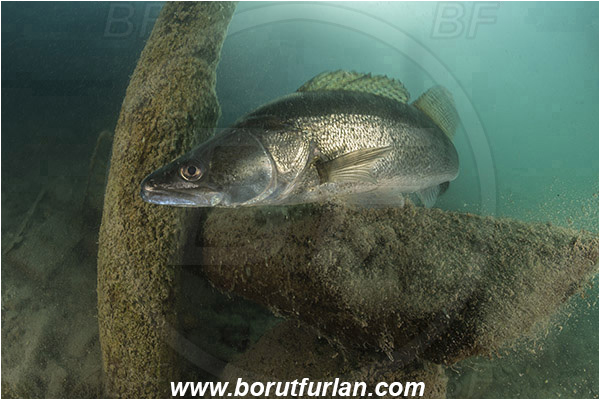 Lake, Bled, Slovenia, Stizostedion lucioperca, Pike-perch, Zander, Fish, Percidae