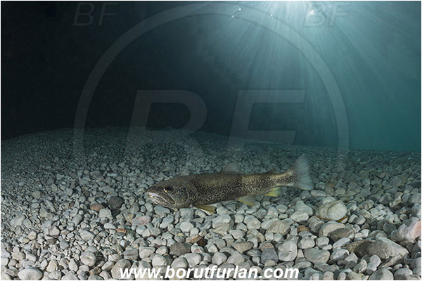 River, Soca, Slovenia, Fish, Rocks, Salmo marmoratus, Marble trout, Light rays, Salmonidae