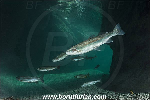 River, Soca, Slovenia, Fish, Rocks, Oncorhynchus mykiss, Rainbow trout, Canyon, Salmonidae, Fish school