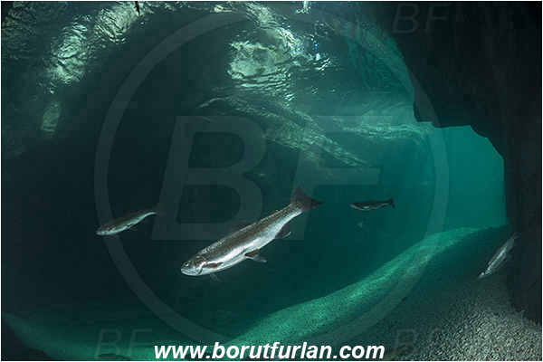 River, Soca, Slovenia, Fish, Rocks, Oncorhynchus mykiss, Rainbow trout, Canyon, Salmonidae