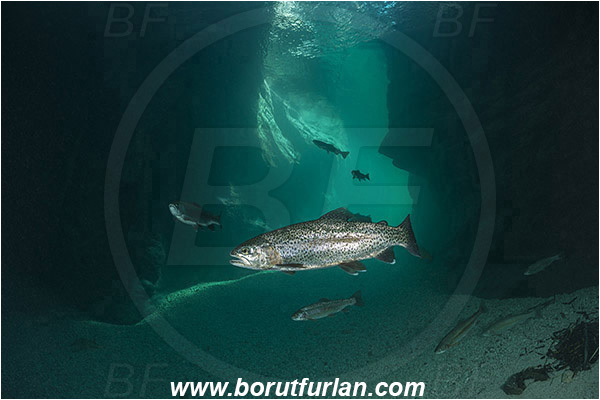 River, Soca, Slovenia, Fish, Rocks, Salmo trutta, Brown trout, Canyon, Salmonidae