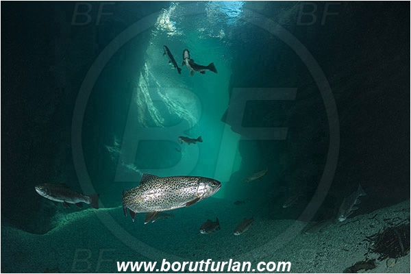 River, Soca, Slovenia, Fish, Rocks, Salmo trutta, Brown trout, Canyon, Fish school, Salmonidae