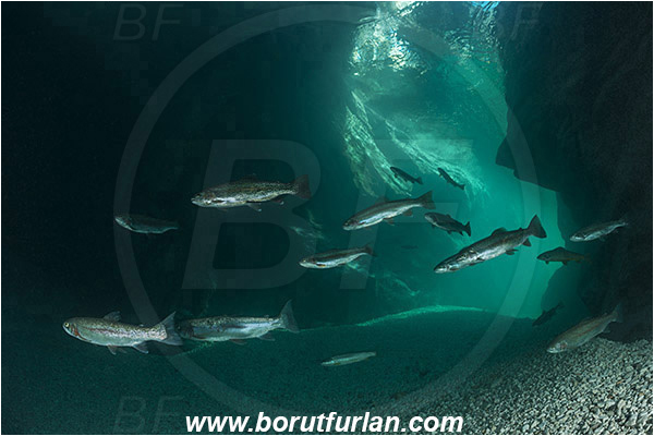 River, Soca, Slovenia, Fish, Rocks, Oncorhynchus mykiss, Rainbow trout, Salmo trutta, Brown trout, Canyon, Salmonidae, Fish school