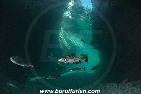 River, Soca, Slovenia, Fish, Rocks, Salmo trutta, Brown trout, Canyon, Salmonidae, Fish school