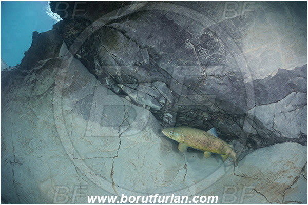 River, Soca, Slovenia, Rock, Fish, Salmo marmoratus, Marble trout, Salmonidae