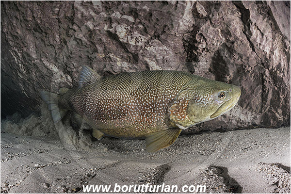 River, Soca, Slovenia, Fish, Salmo marmoratus, Marble trout, Salmonidae