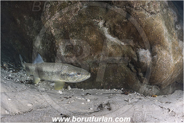 River, Soca, Slovenia, Fish, Salmo marmoratus, Marble trout, Salmonidae