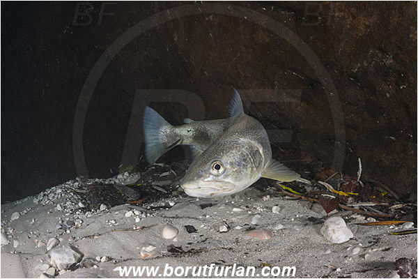 River, Soca, Slovenia, Fish, Salmo marmoratus, Marble trout, Salmonidae