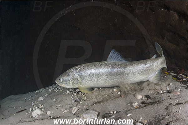 River, Soca, Slovenia, Fish, Salmo marmoratus, Marble trout, Salmonidae