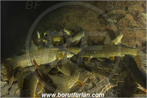River, Idrijca, Slovenia, Fish, Squalius cephalus, European chub, Cyprinidae, Fish school