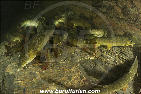 River, Idrijca, Slovenia, Fish, Squalius cephalus, European chub, Cyprinidae, Fish school