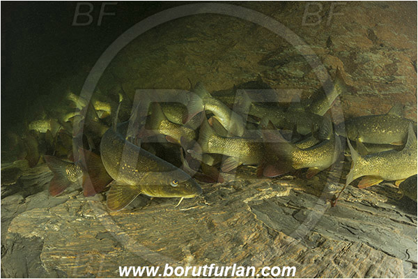 River, Idrijca, Slovenia, Fish, Squalius cephalus, European chub, Cyprinidae, Fish school