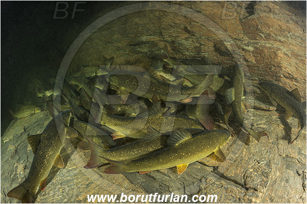 River, Idrijca, Slovenia, Fish, Squalius cephalus, European chub, Fish school