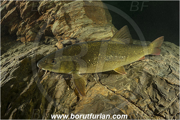 River, Idrijca, Slovenia, Fish, Squalius cephalus, European chub, Cyprinidae