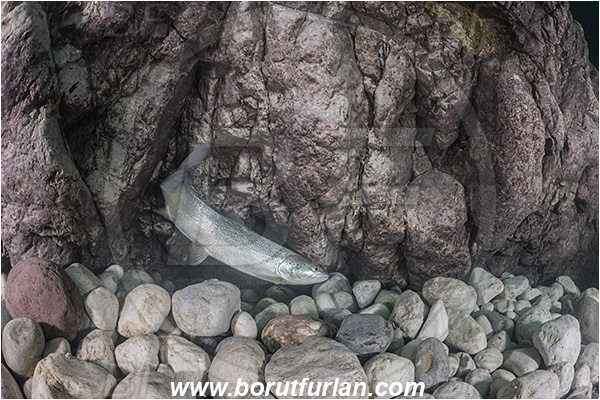 River, Soca, Slovenia, Fish, Salmo trutta, Brown trout, Salmonidae