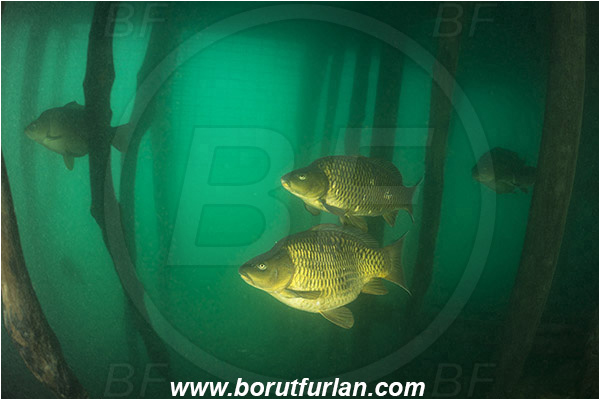 Lake, Bled, Slovenia, Cyprinus carpio, Common carp, Fish, Cyprinidae, Fish school
