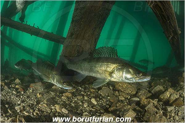 Lake, Bled, Slovenia, Fish, Stizostedion lucioperca, Pike-perch, Zander, Percidae