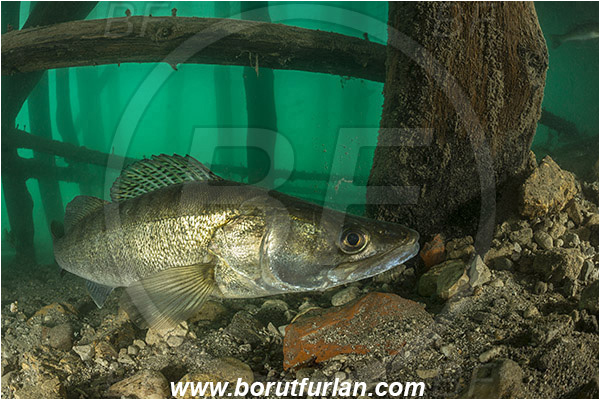 Lake, Bled, Slovenia, Fish, Stizostedion lucioperca, Pike-perch, Zander, Percidae