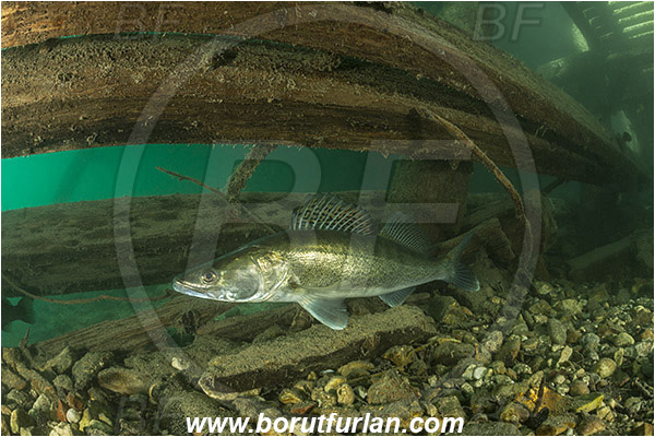 Lake, Bled, Slovenia, Fish, Stizostedion lucioperca, Pike-perch, Zander, Percidae