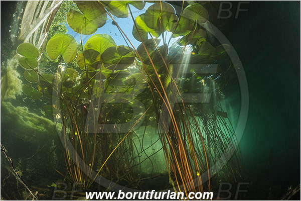 Lake, Bled, Slovenia, Nymphaea alba, European white water lily