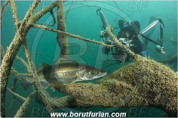 Lake, Bled, Slovenia, Branch, Fish, Stizostedion lucioperca, Pike-perch, Zander, Diver, Underwater photographer, Percidae
