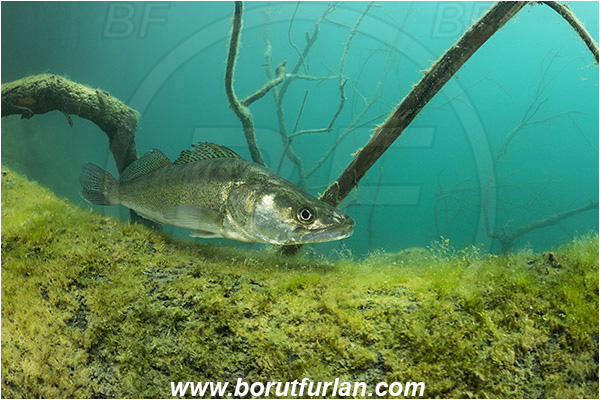 Lake, Bled, Slovenia, Branch, Stizostedion lucioperca, Pike-perch, Zander, Fish, Percidae