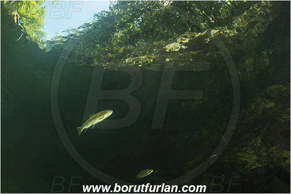 River, Sava Bohinjka, Slovenia, Fish, Oncorhynchus mykiss, Rainbow trout, Salmonidae