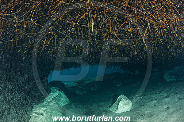 Cave, Casa Cenote, Cenotes, Tulum, Yucatan, Mexico, Roots