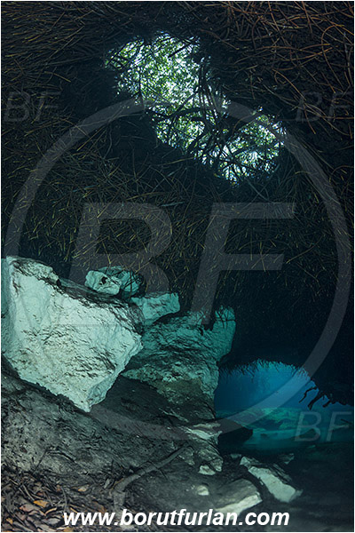 Cave, Casa Cenote, Cenotes, Tulum, Yucatan, Mexico, Roots