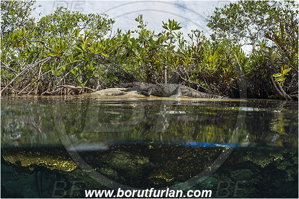 Lake, Casa Cenote, Cenotes, Tulum, Yucatan, Mexico, Split-shot, Crocodylus moreletii, Morelet
