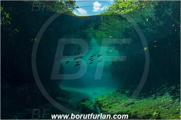 Lake, Casa Cenote, Cenotes, Tulum, Yucatan, Mexico, Megalops atlanticus, Tarpon, Fish, Megalopidae, Fish school