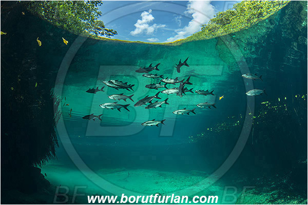 Lake, Casa Cenote, Cenotes, Tulum, Yucatan, Mexico, Megalops atlanticus, Tarpon, Fish, Megalopidae, Fish school