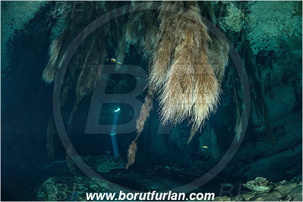 Cave, Domde estamos? (La Gloria), Cenotes, Tulum, Yucatan, Mexico, Light ray, Roots