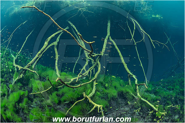 Lake, Aktun Ha (Car wash), Cenotes, Tulum, Yucatan, Mexico, Algae, Roots