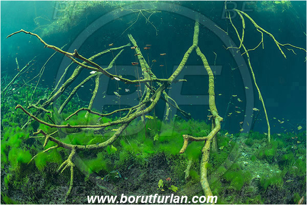 Lake, Aktun Ha (Car wash), Cenotes, Tulum, Yucatan, Mexico, Algae, Roots